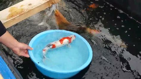 錦鯉飼養|錦鯉の飼育方法